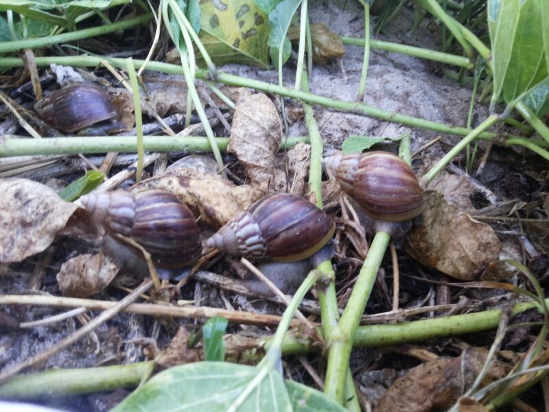 Caracol